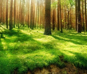 孕妇感冒咳嗽能吃三子止咳胶囊吗（怀孕咳嗽可以吃三拗片）