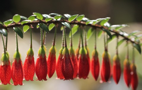 孕妇怀孕感冒可以喝红糖姜茶吗（怀孕感冒可以喝红糖姜水好吗）