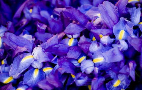 供精做试管婴儿成功率（供精做试管婴儿成功率多少）