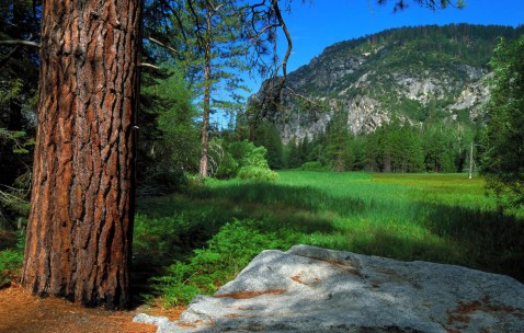 有利于降低尿酸的水果