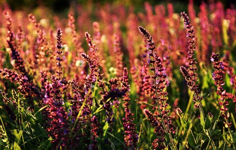 肚子左上方隐隐疼