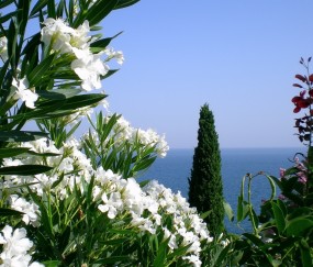 怀孕初期吃了感冒药有影响么（怀孕初期吃了感冒药有事吗）